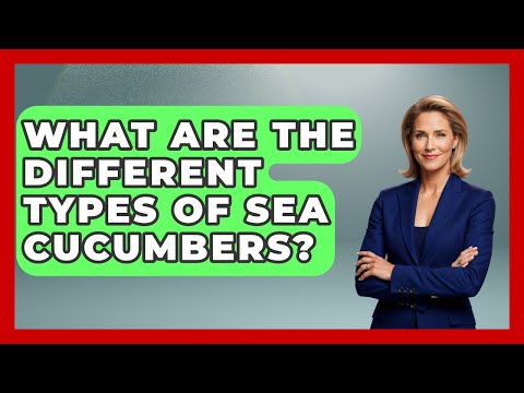 What Are The Different Types Of Sea Cucumbers? - The Marine Life Explorer