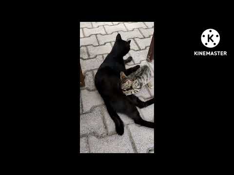 Mom cat feeding her baby, beautiful scene