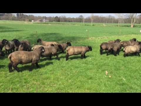 , title : 'Specop Suffolk lambs april 2016'