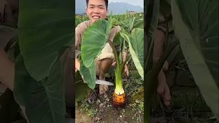 Download lagu Taro(Arbi):The Superfood Cultivate in China Japan and Thailand #shots #farming #plants mp3