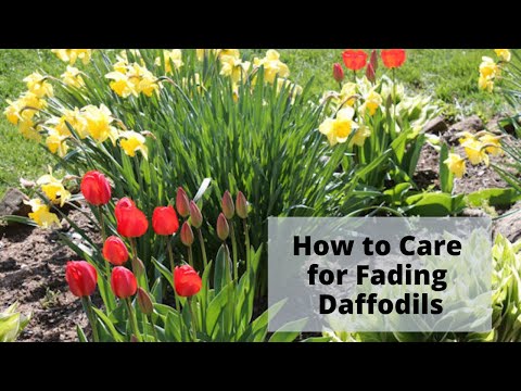 download lagu mp3 mp4 Daffodil Leaves, download lagu Daffodil Leaves gratis, unduh video klip Daffodil Leaves