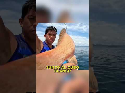 Using live fish as bait, one can earn over 10,000 yuan a day. #fyp #fishing  #funny #fish