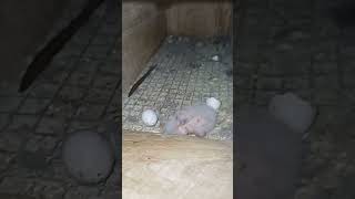 Download lagu Burung Parkit Australia /Burung Falk#parkitaustralia #parkitaustrali#ternakburung mp3