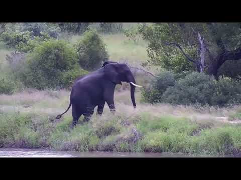 Djuma: Lone Elephant bull has a pool party for one - 08:52 - 03/02/2023