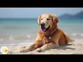 Dog Music Relaxing Sounds For Dogs With Anxiety Helped 4 Million Dogs Worldwide