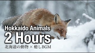 北海道の動物×癒しピアノ 2時間🐾睡眠・作業用BGM・ヒーリング｜Hokkaido Animals Relaxing Piano 2 Hours for Sleep & Study
