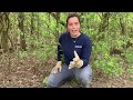 How to Identify And Remove Bush Honeysuckle