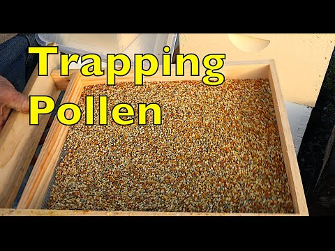 Bee Pollen Trapping