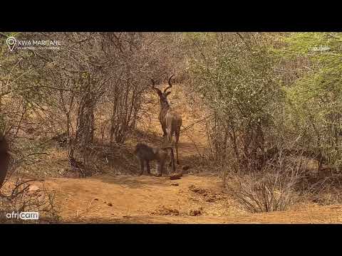 Kwa Maritane Africam: Elephants, Kudu and Baboons