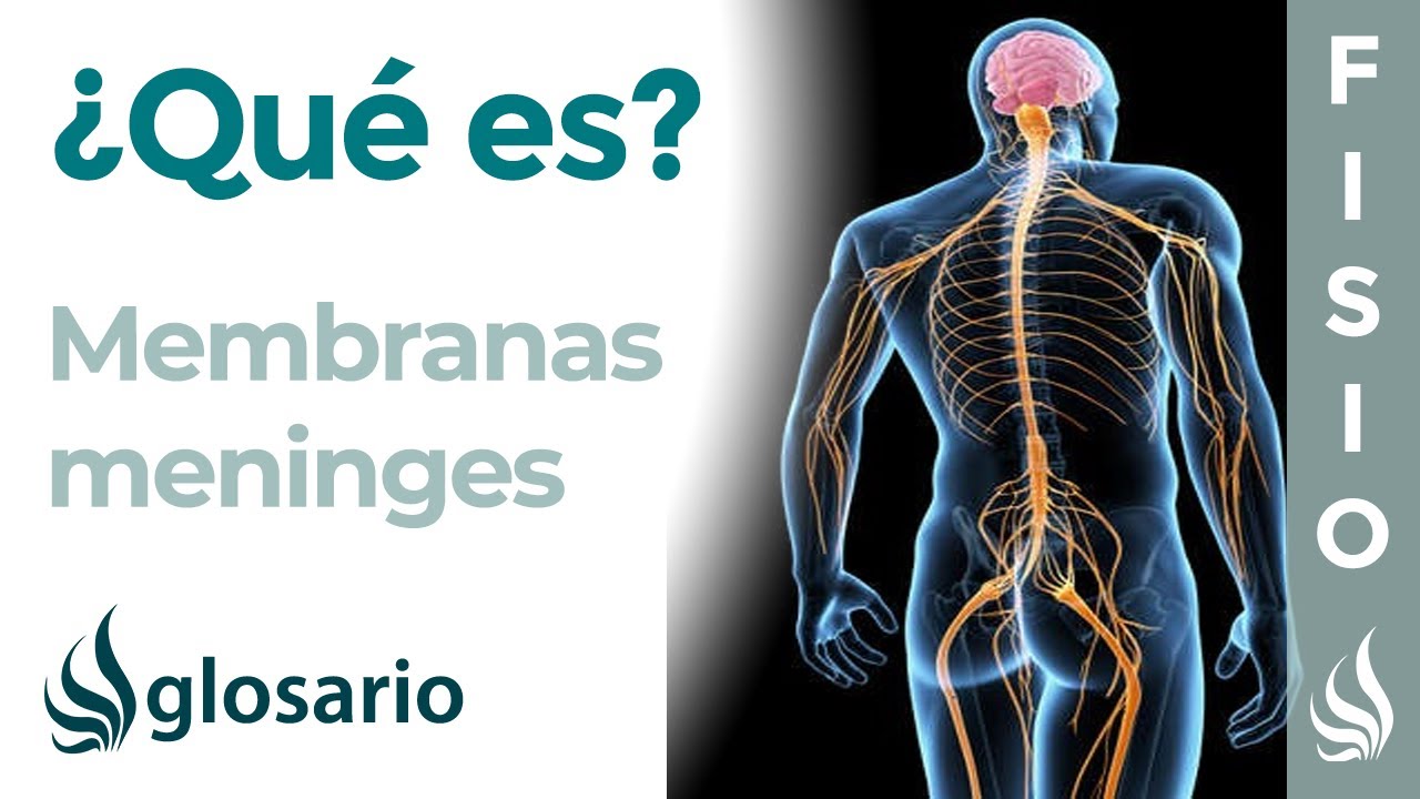 MENINGES | Qué es, ubicación, función y lesiones