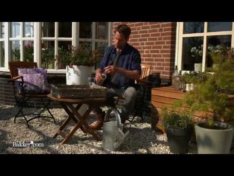 Trädgårdstips - Så här vattnar du växterna under semestern