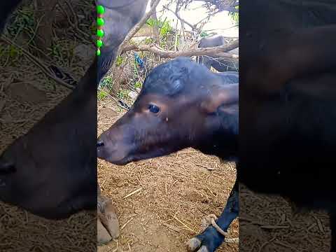 #shorts #banni #pado#😍😍🤗🤗❤️❤️😘❤️❤️🥰🥰😘😘