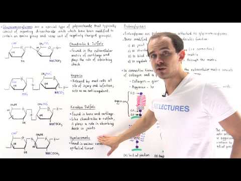 Proteoglycan - Definition and Examples - Biology Online Dictionary