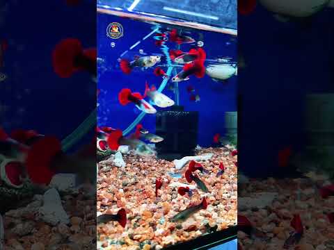 Video Thumb