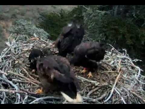 5-27-18 Sauces Canyon- Tussle Over Pelican, Corsair Cowers!