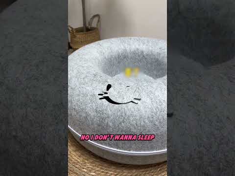 My Kitten Loved the Bed… Not Bedtime 😂🐱#shorts #kitten #funnycat #cuteanimals #pets