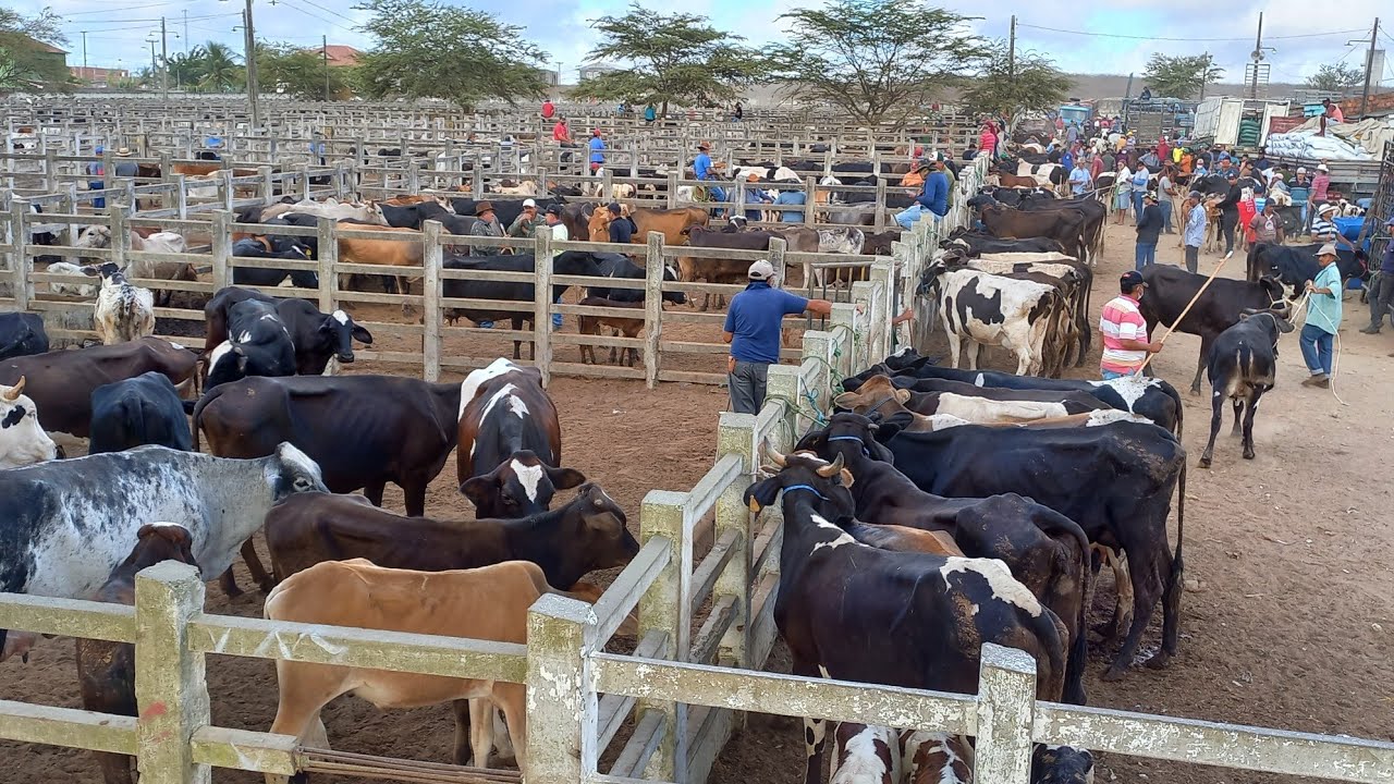 FEIRA DE GADO EM CAMPINA GRANDE-PB 27/11/2024