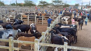 FEIRA DE GADO EM CAMPINA GRANDE-PB 27/11/2024