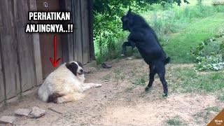 Download lagu Kambing Songong Nantangin Anjing, Kelakuan Hewan² ini Bikin Gregetan yang Nonton mp3
