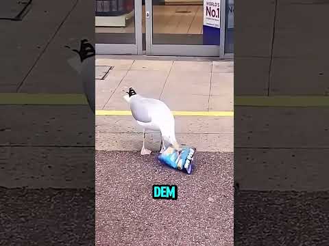 Diese Möwe klaut Chips