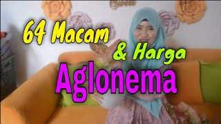 Download lagu 64 Macam Aglonema dan Harga Aglonema Koleksi Bunda Triana : Surga Tanaman Hias di Rumah mp3