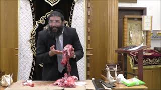 המחשת מקום השחיטה בצואר - חולין י"ח