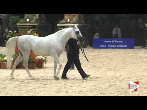 N 224 TF STAR IBN PSEQUEL   Verona 2015   Stallions 7 to 9 years old Class 11