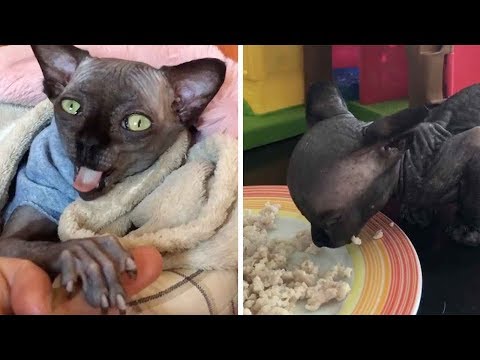 Sphynx Cat Looks Like Adorable Bat