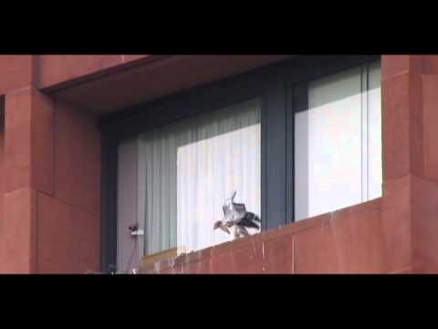 Pip the red-tailed hawk hop-flapping - June 19 2011