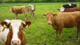 Damon and naomi - I dreamed of the caucasus