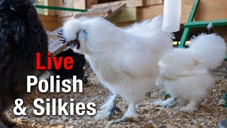 LIVE Chicken Coop Cam: Morning to Evening with the Silkies