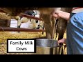 FAMILY MILK COWS