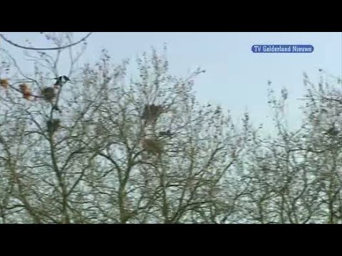 GLD Nieuws 23 maart 2012 - Nieuws