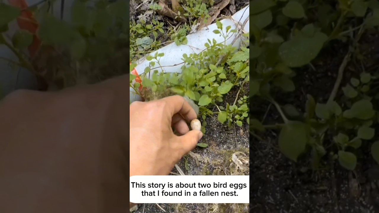 This story is about two bird eggs that I found in a fallen nest and then this happened 🥰 #birdnest