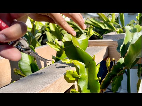 , title : 'E5: How to Grow Dragon Fruit From Cutting to Fruit'
