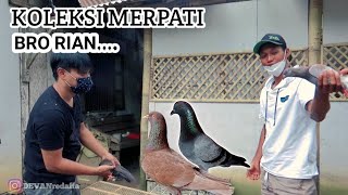 Download lagu KOLEKSI MERPATI MATA PUTIH SIMBAR mp3