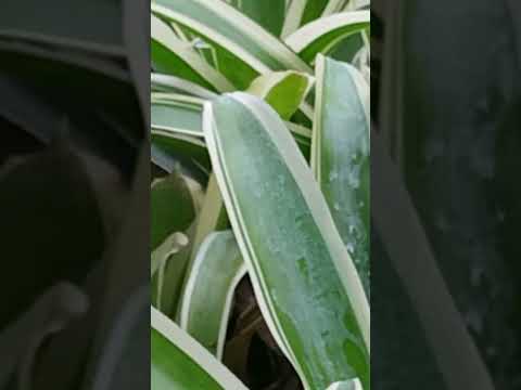 Billbergia Pyramidalis: The Pyramid of Elegance