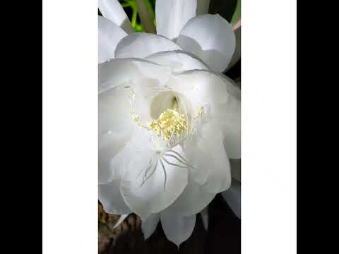 രാത്രി വിരിയുന്ന രാത്രി റാണി 💕💕💕💕💕