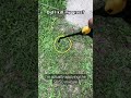 Did bleaching my fence kill my grass?