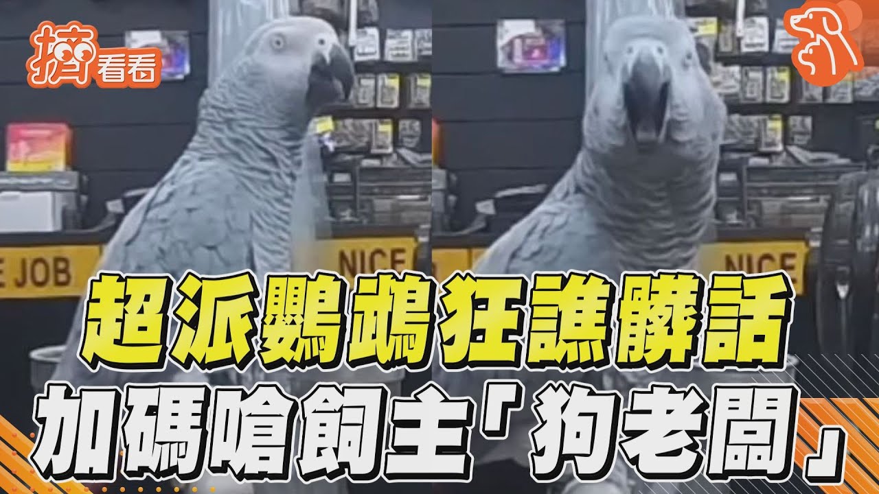 影音/超派鸚鵡連珠炮狂譙髒話 加碼嗆把拔網笑:不做三杯?