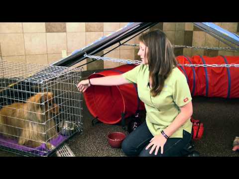 How to Teach a Dog to Eat From the Bowl : Dog Training