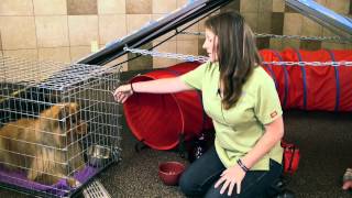 How to Teach a Dog to Eat From the Bowl : Dog Training