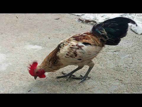 Ultimate Guide to Feeding Free Range Backyard Chickens: Tips & Tricks for a Healthy Flock!