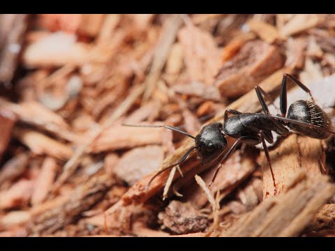 Tech Talk: All About Carpenter Ants