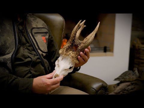 World's Biggest Roebuck?