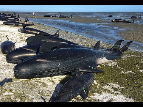 Banginių finansavimo galimybių vaizdo įrašas - dailyservice.lt