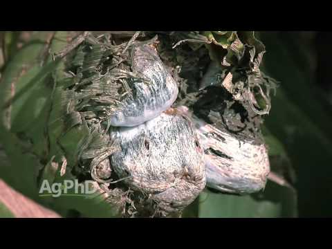 Farm Basics #960 Smut in Crops (Air Date 8-28-16)