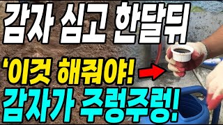 감자 심고 이것만 하면 몇배 더 수확! 감자농사 대박