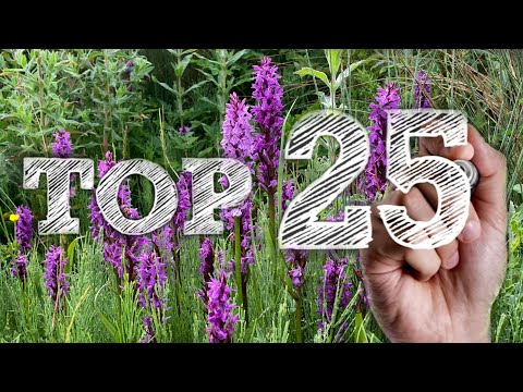 Orchid Hunter - 077 - Top 25 of 2020