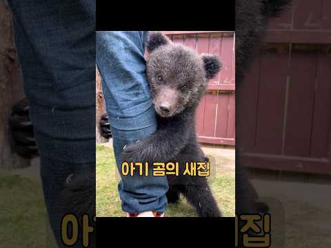 어미를 잃은 아기 곰이 새로운 보금자리를 찾았습니다. #동물 #동물키우기 #animals